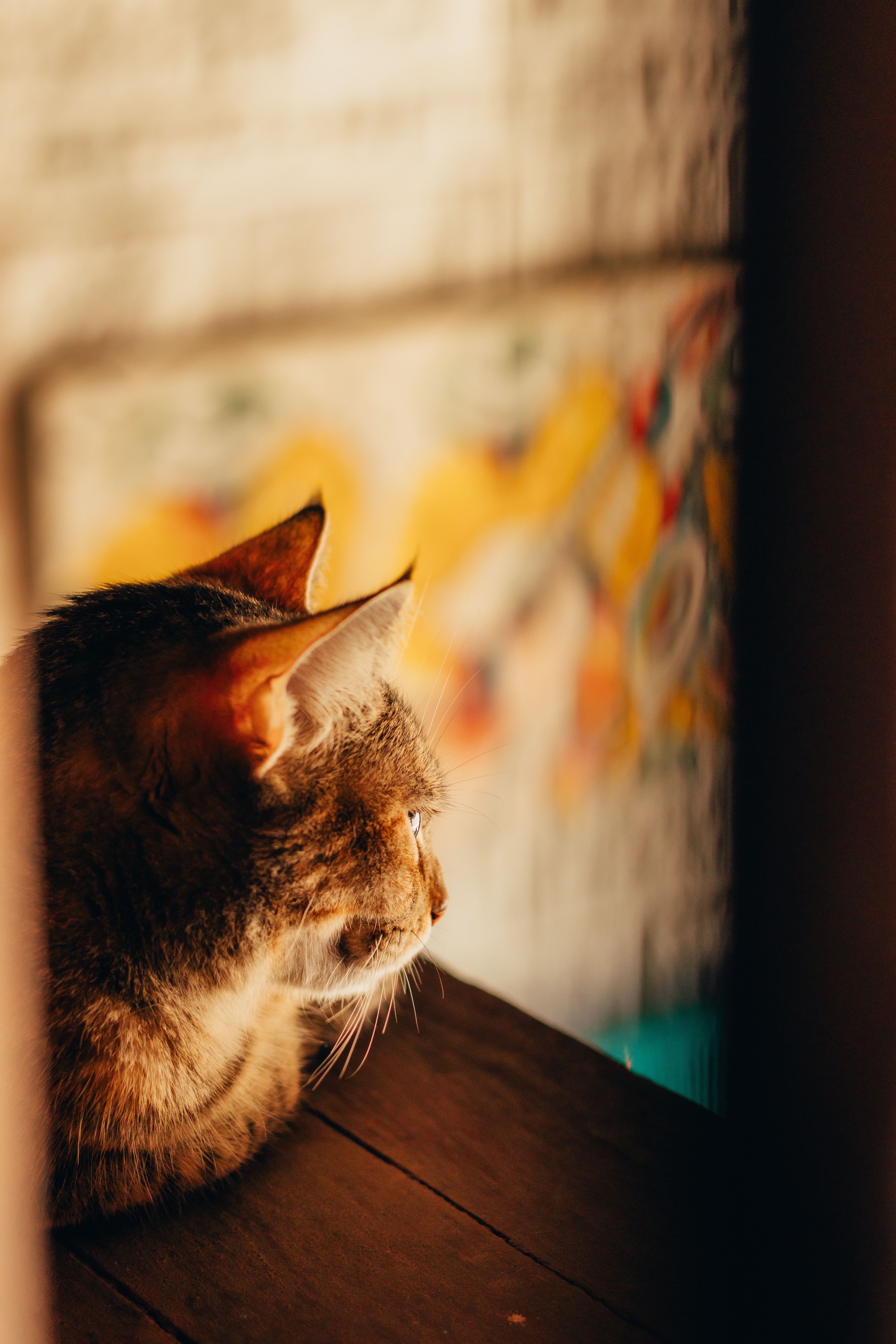 A portrait of a domestic cat looking outside, bathed in warm light indoors.