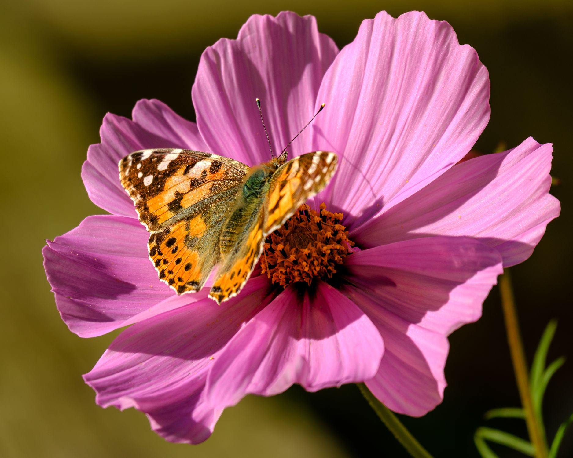 Painted Lady Butterfly on a Pink Cosmos Flower · Free Stock Photo
