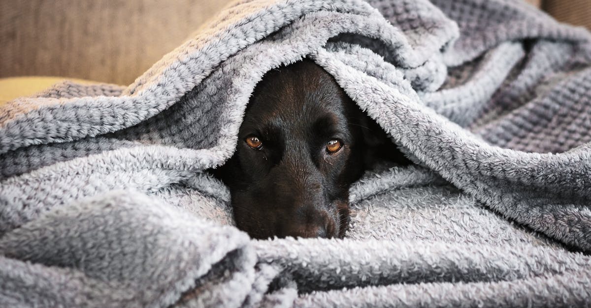 Comment renforcer le lien avec son animal vieillissant