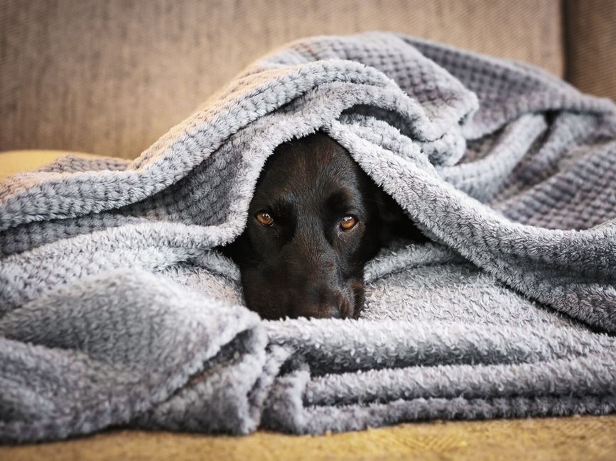A black dog comfortably resting wrapped in a fluffy gray blanket indoors.