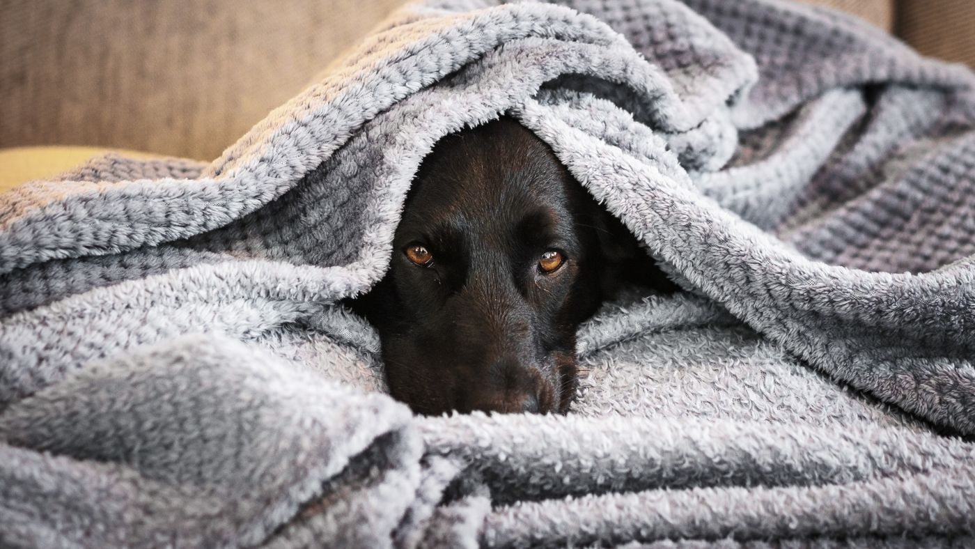 Caring for a Sick Dog at Home: What to Do Between Vet Visits