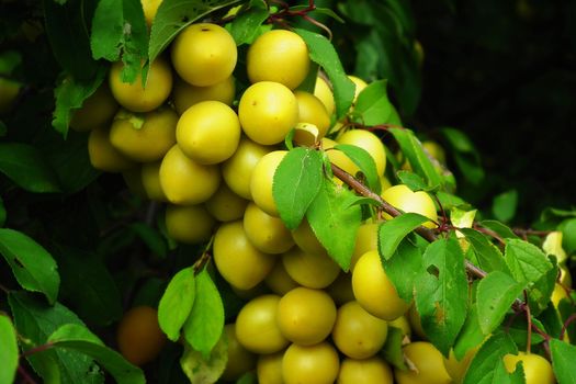 Mirabelle Plum