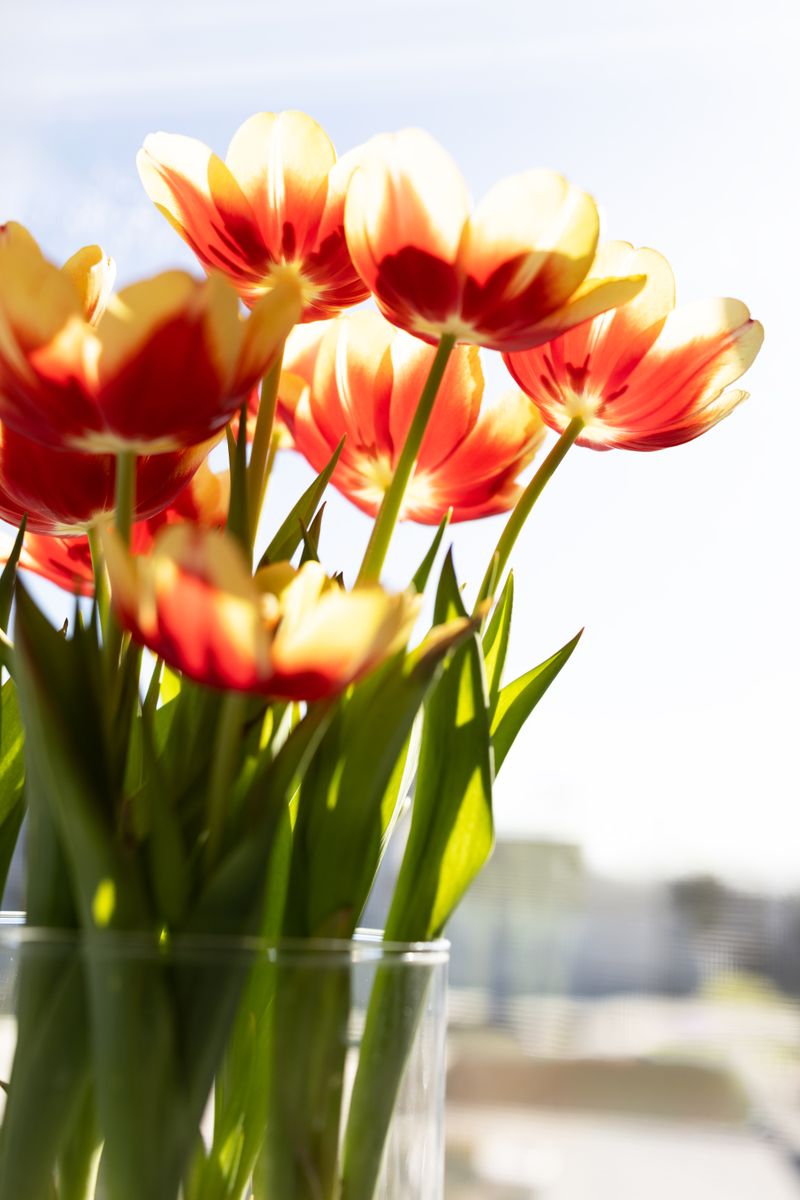 Close-up of yellow and red tulips in a vase indoors, capturing spring's vibrant beauty.