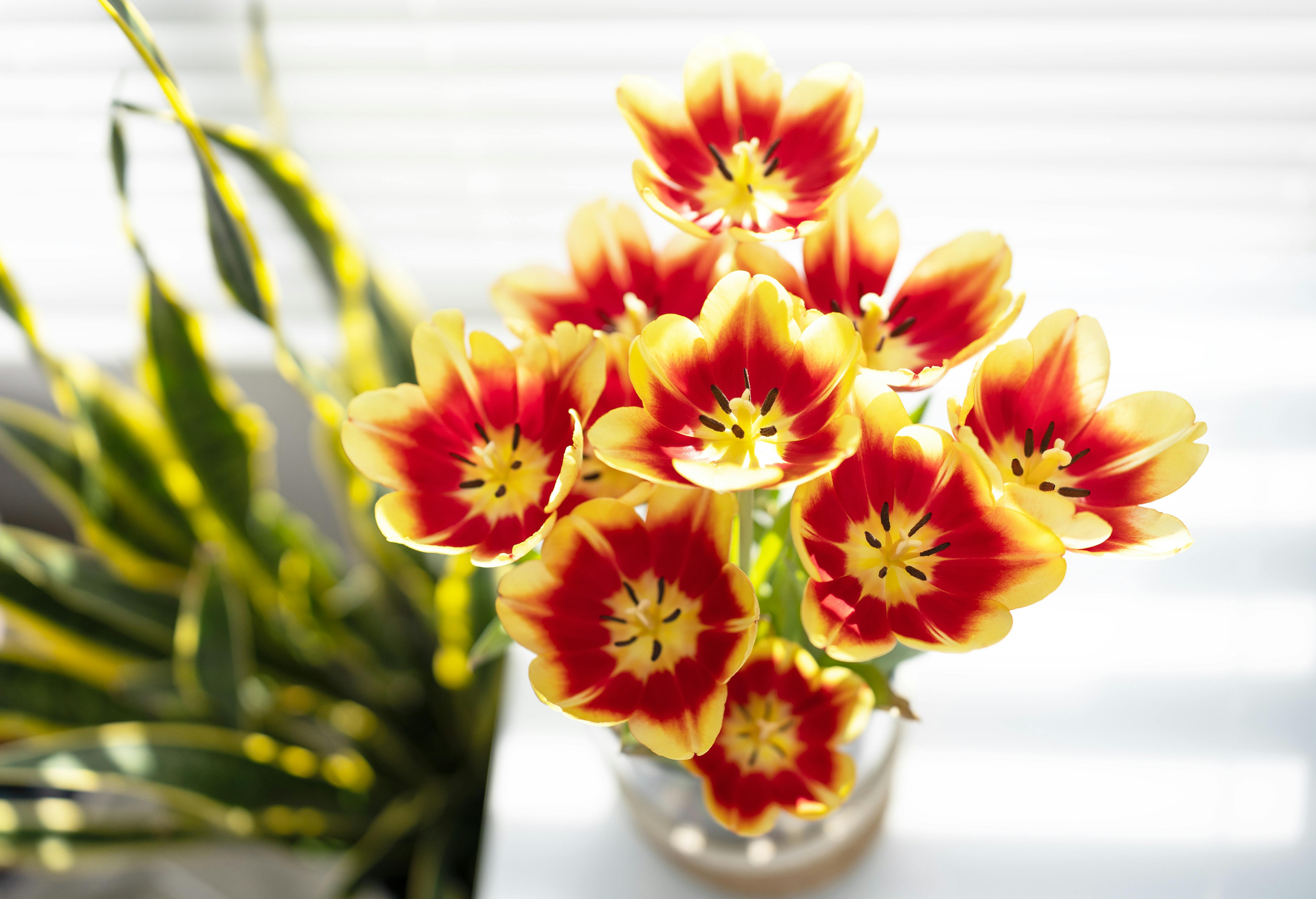[ColoSach]-bright-red-and-yellow-tulips-in-a-vase-with-soft-natural-lighting-indoors.