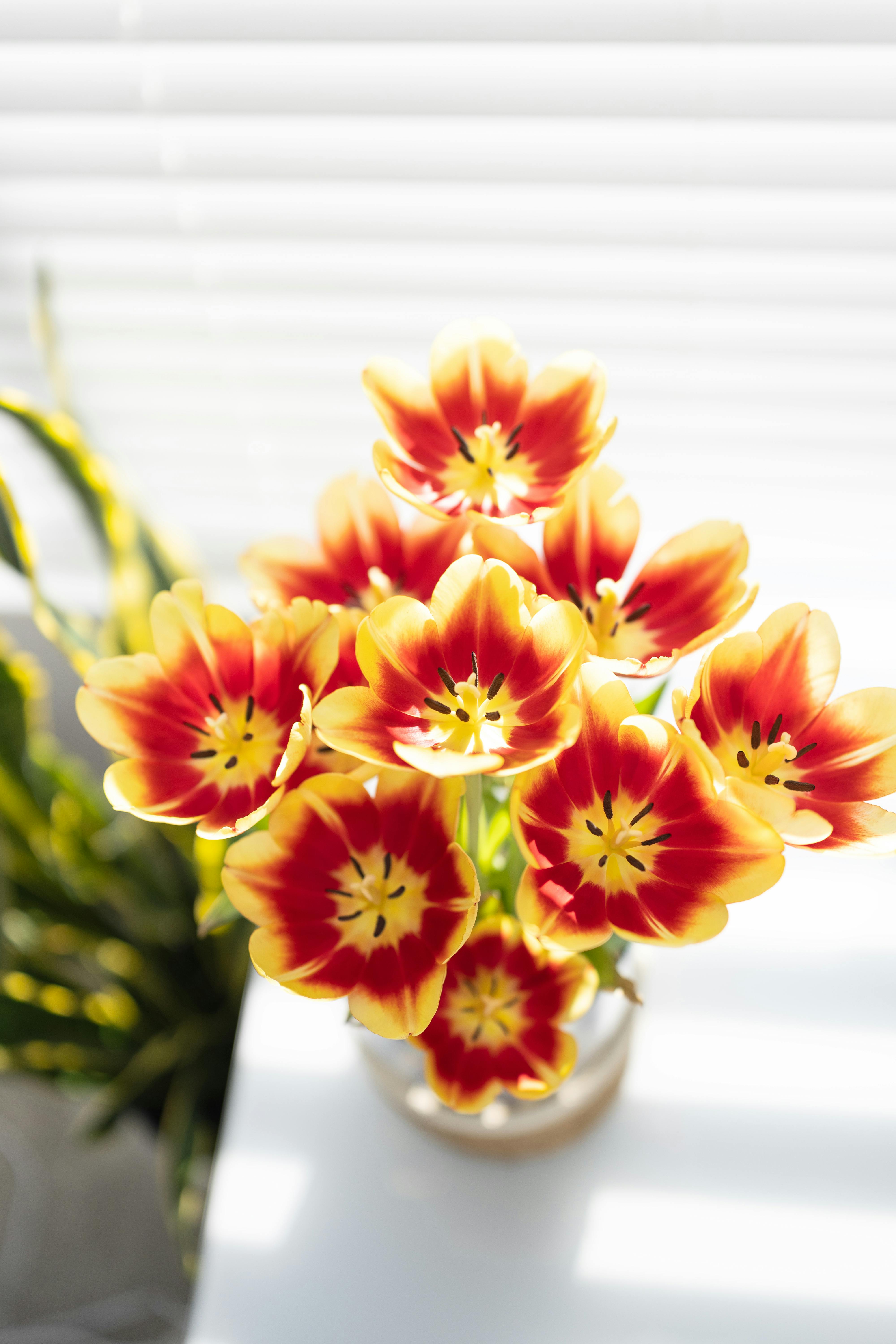 [ColoSach]-bright-red-and-yellow-tulips-in-a-vase-bathed-in-sunlight,-perfect-for-spring-decor.