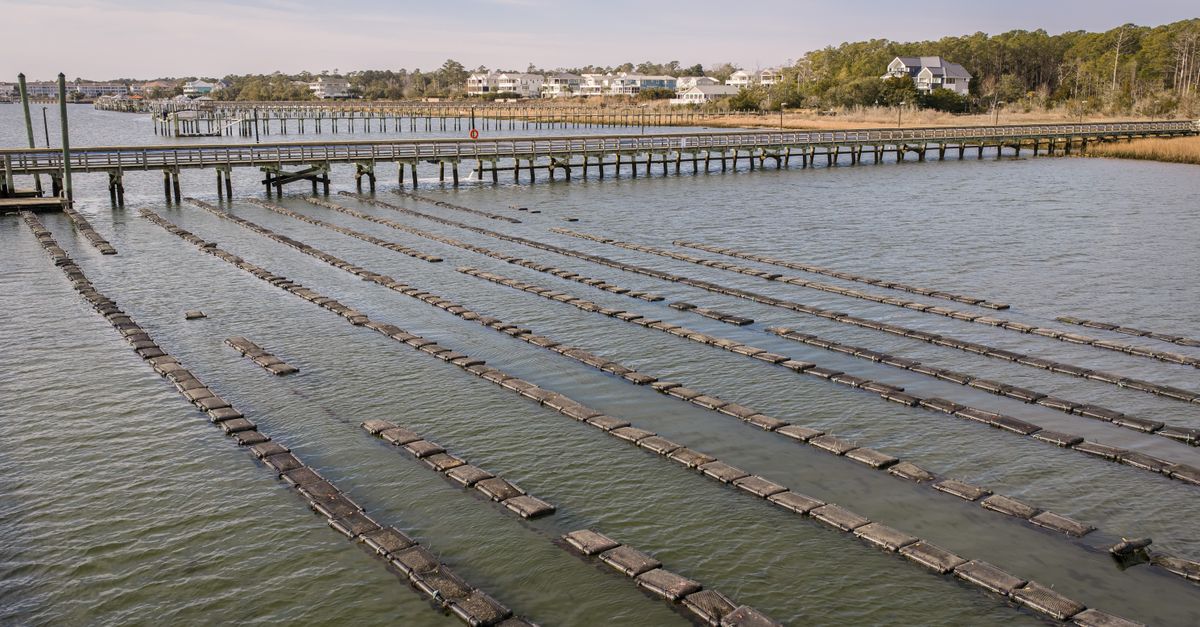 Oyster farming lines stretch across the water at Wrightsville Beach, North Carolina on a sunny day.