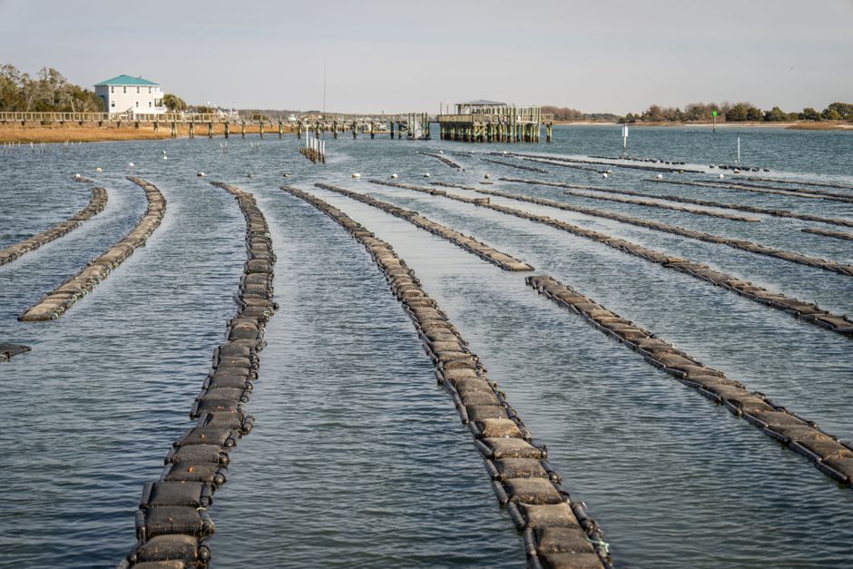Ottawa Backs P.E.I. Oyster Industry With Seed Imports and Licence Buyback