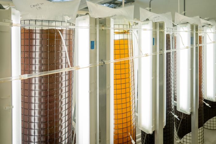 Precision Fermentation Proteins