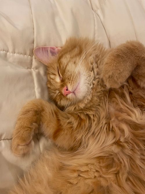 Free Adorable ginger cat sleeping peacefully on a cozy bed, showcasing its fluffy fur and relaxed pose. Stock Photo