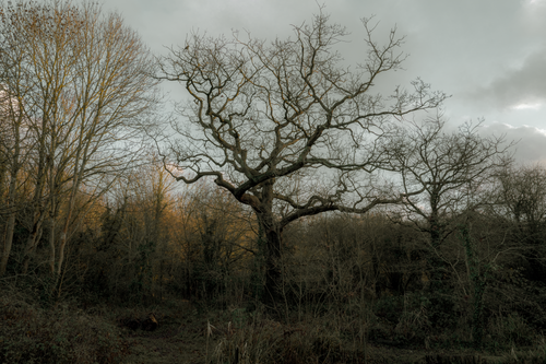 Free A large bare tree stands in a quiet winter forest under an overcast sky. Stock Photo