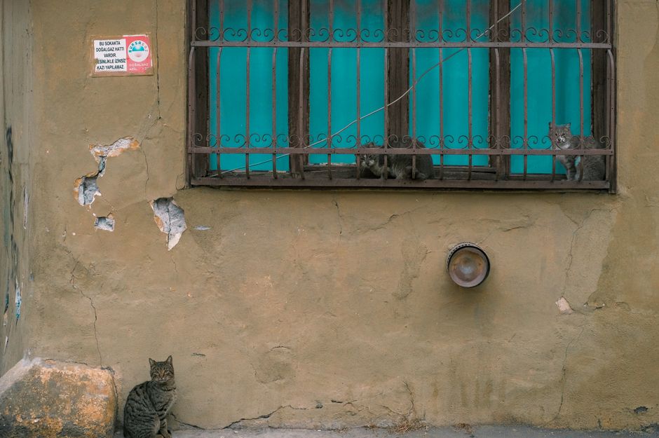 Your Cat Knows You're Talking to Them (They Just Don't Care)