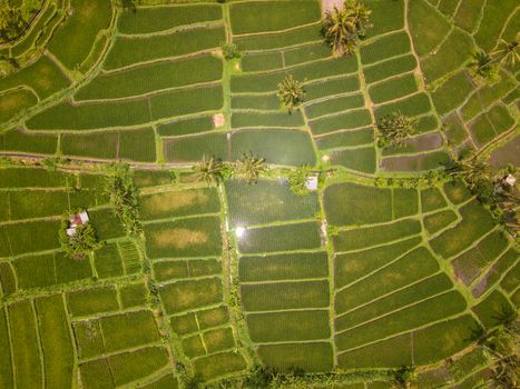 Ubud cooking class with a local family — Bali