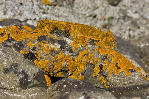 Free Detailed image of bright orange lichen on weathered rocks, showcasing natural textures. Stock Photo