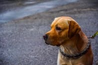 一只戴着项圈的拉布拉多猎犬专注地坐在户外