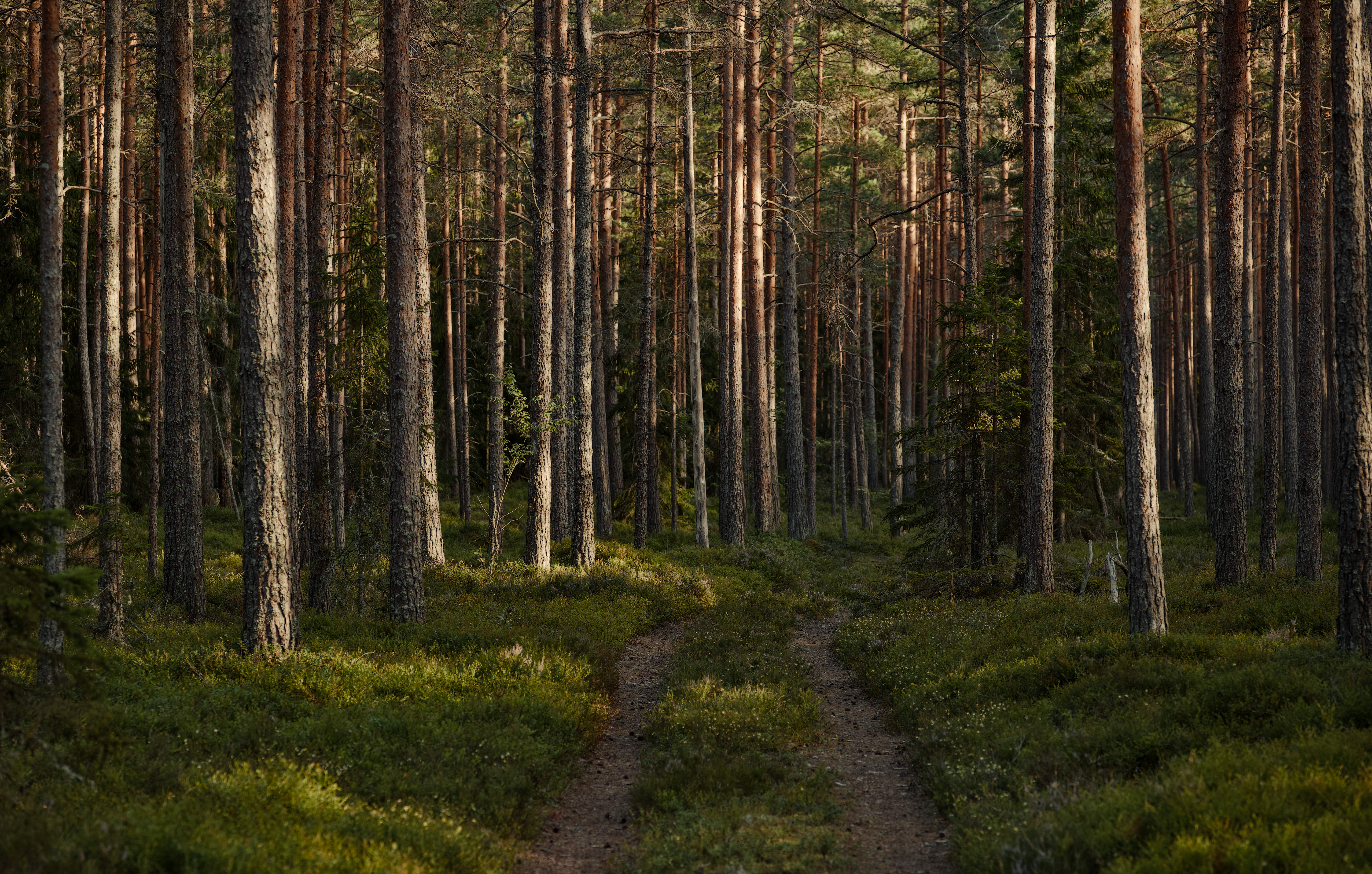 Serene Woodland Pathway in Lush Green Forest · Free Stock Photo