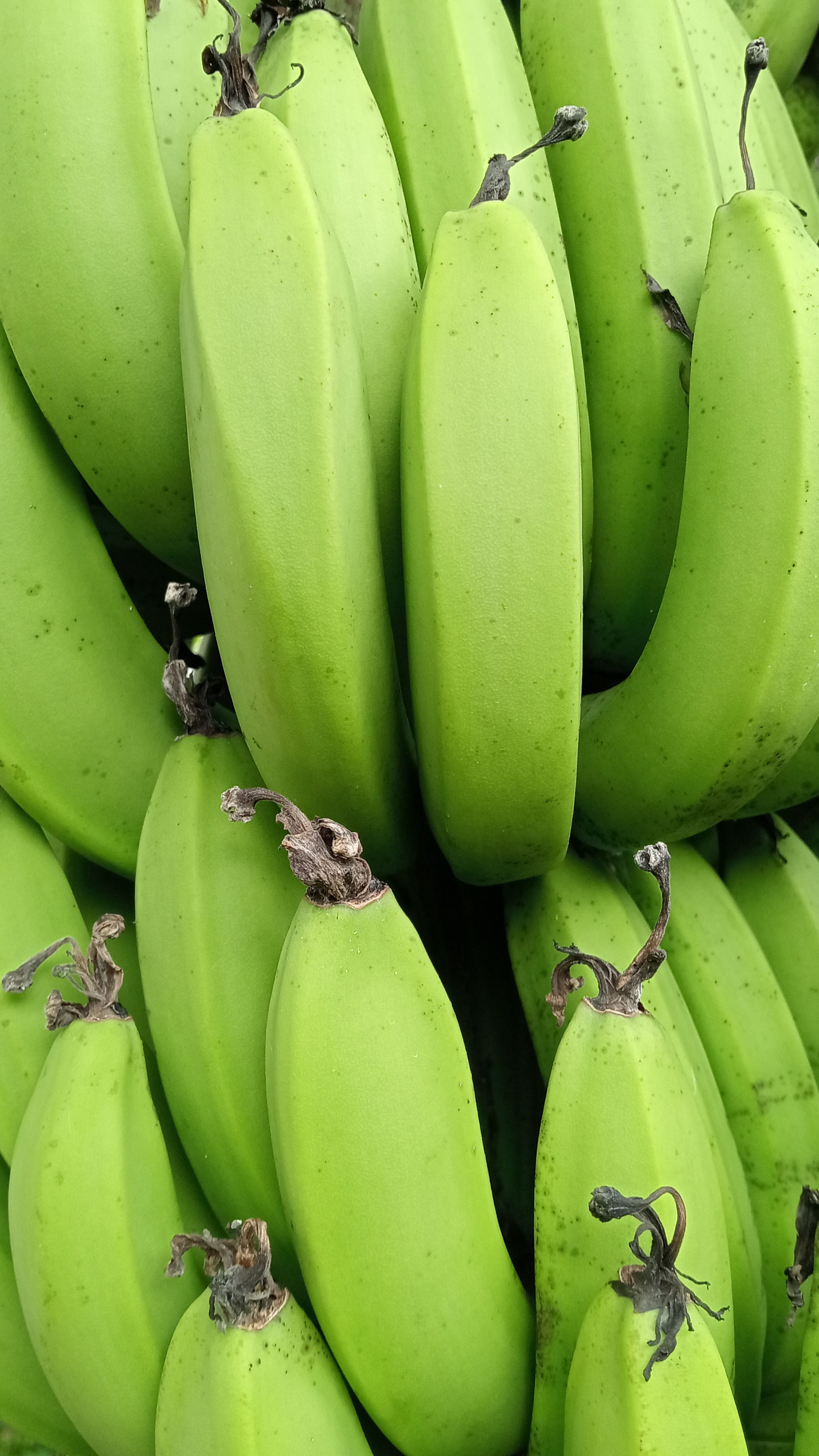 Fotomural Una fotografía detallada de plátanos verdes inmaduros agrupados en el racimo.