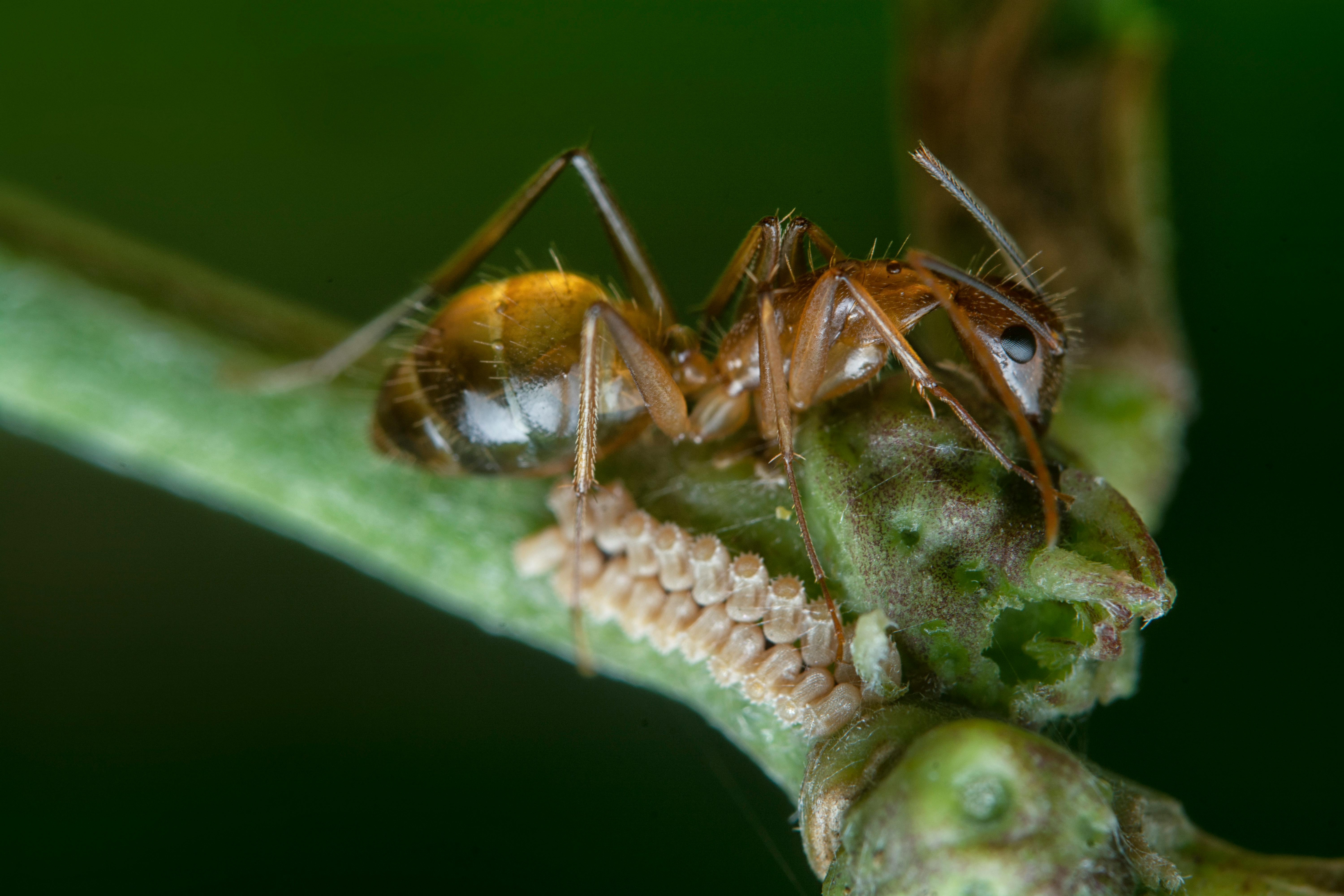 aphid clusters on herb stems - how to keep bugs off indoor herbs