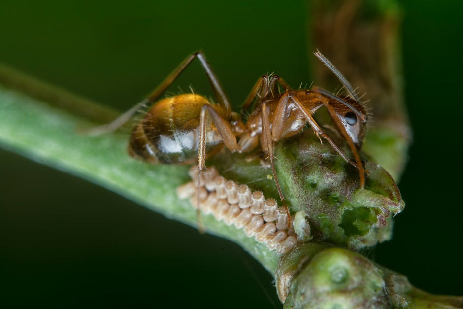 aphid clusters on herb stems - how to keep bugs off indoor herbs aphid clusters on herb stems - how to keep bugs off indoor herbs
