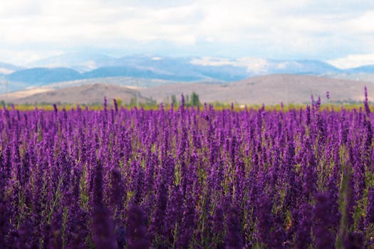 A vibrant field of lavender stretches towards distant mountains under a bright sky.