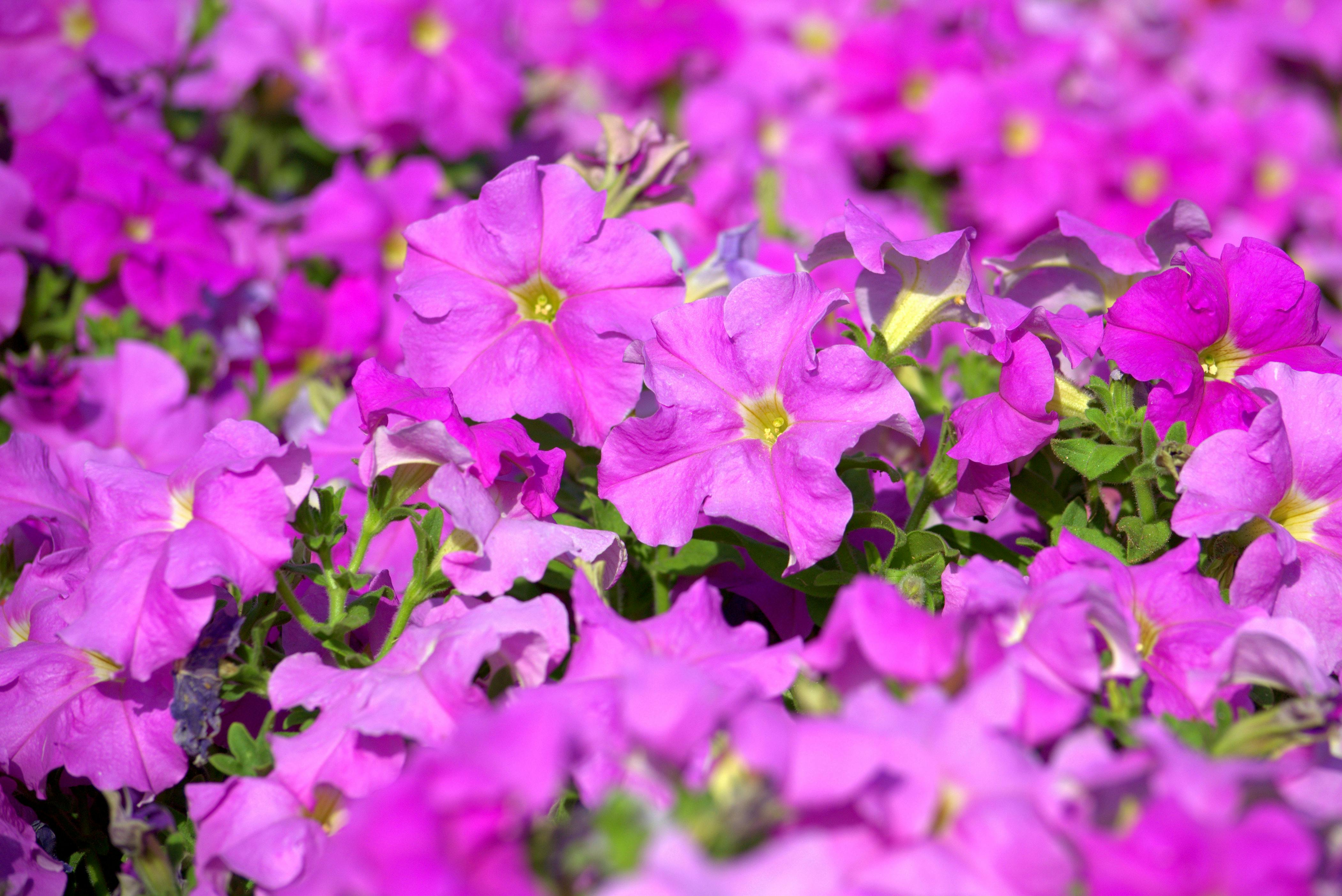 [ColoSach]-bright-purple-petunia-flowers-in-full-bloom,-showcasing-natural-beauty-in-an-omani-garden.