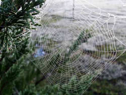Free A spider web glistens with dew in a lush garden in Tenterfield, Australia. Stock Photo