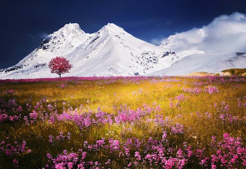 Pink Tall Tree Under Glacier Mountain