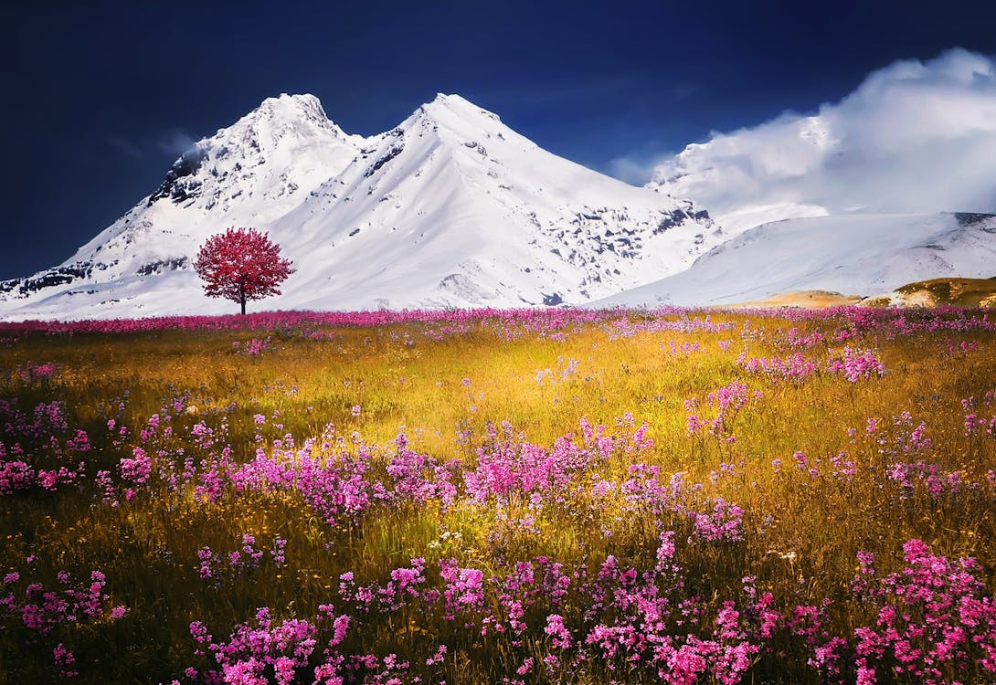 Gratis Pohon Tinggi Merah Muda Di Bawah Gunung Gletser Foto Stok