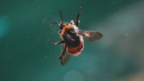 Free stock photo of alps, bee, clouds