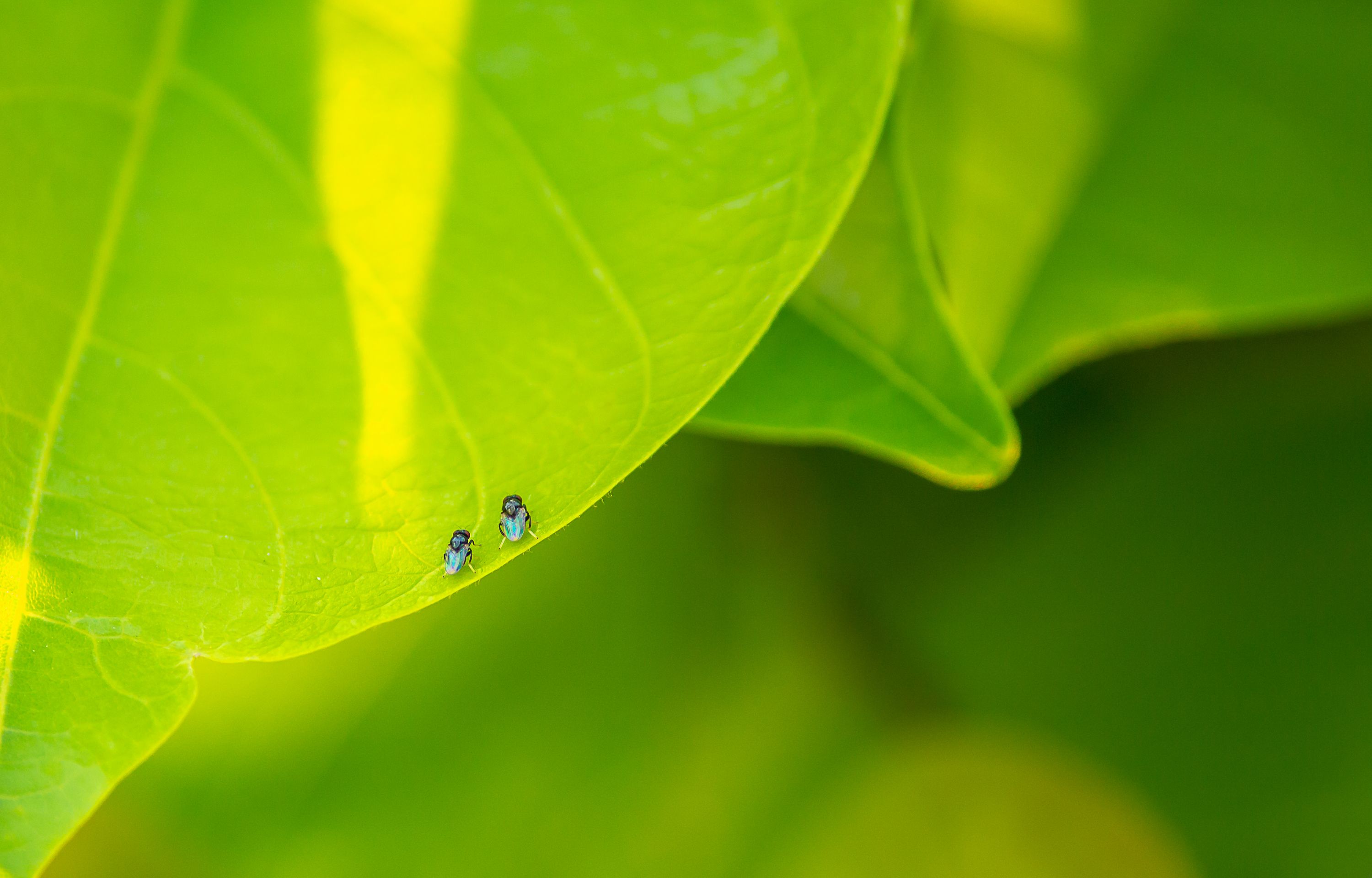 Two Insects on Vibrant Green Leaf Close-Up · Free Stock Photo