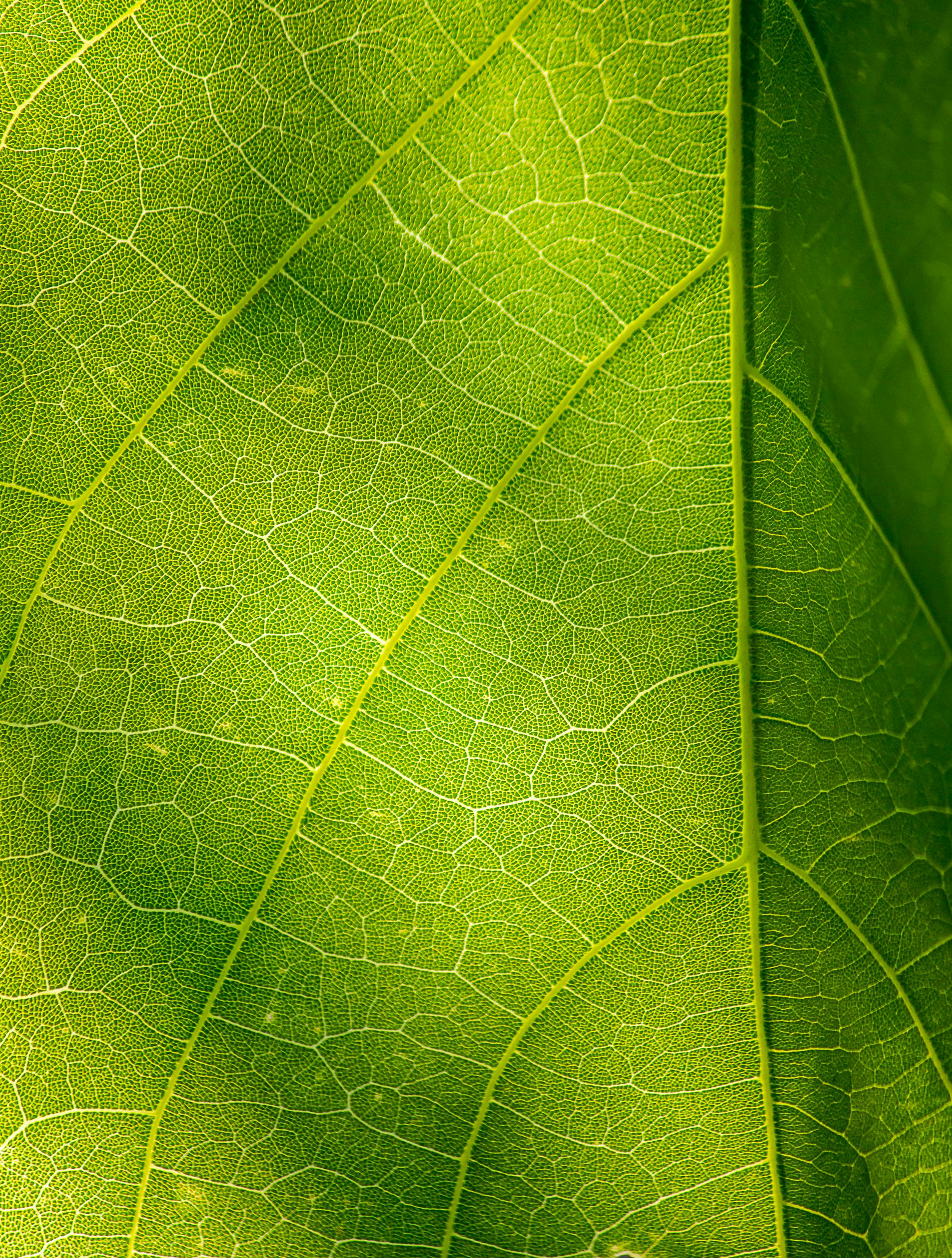 Detailed close-up of a vibrant green leaf showcasing its intricate vein pattern, emphasizing nature's beauty.