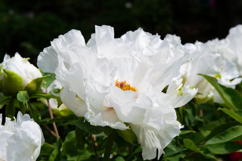Free Close-up of a beautiful white peony flower with sunlight on its delicate petals. Stock Photo