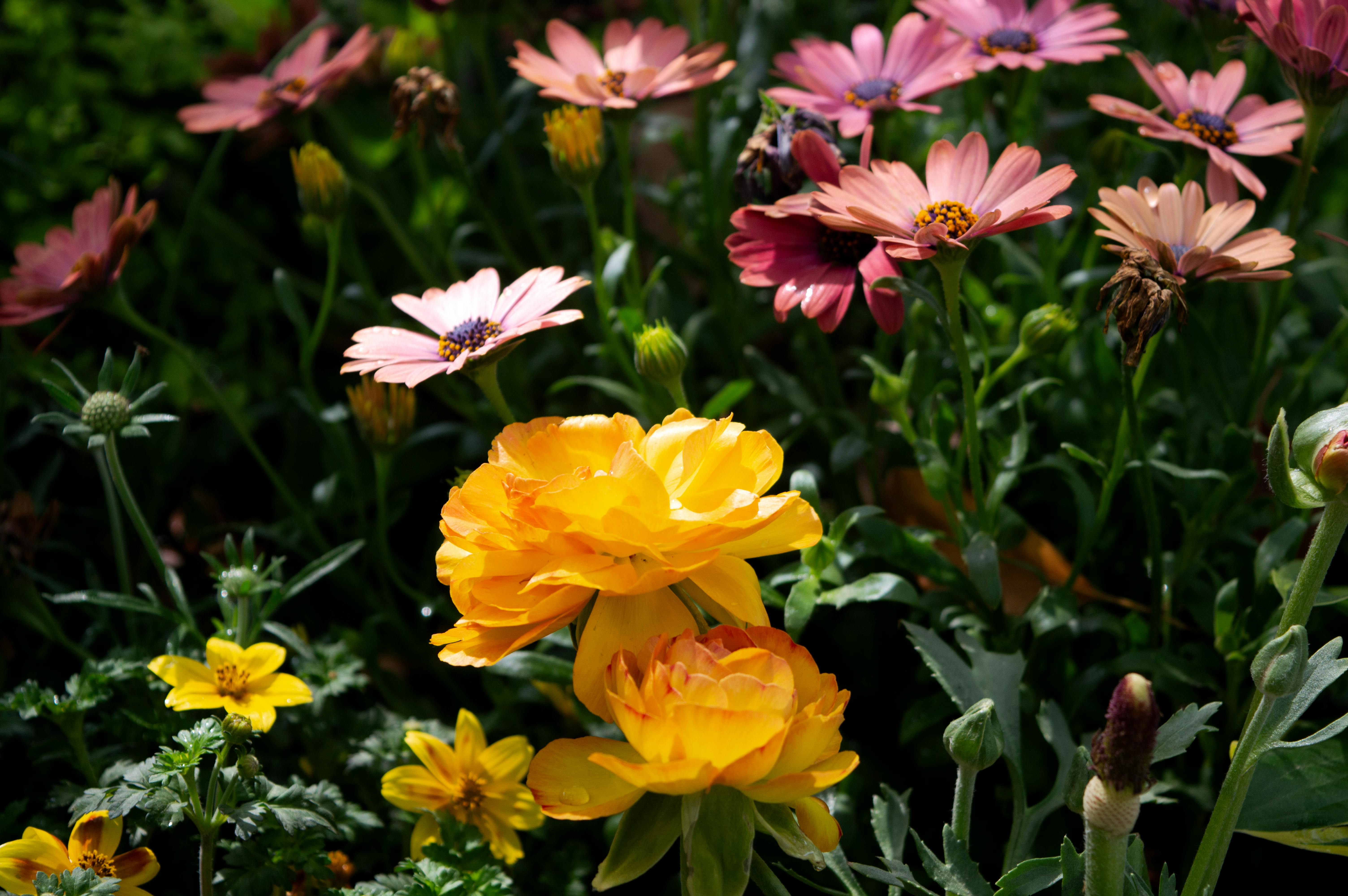 [ColoSach]-colorful-spring-flowers-with-yellow-ranunculus-and-pink-daisies-in-vibrant-bloom-under-sunlight.