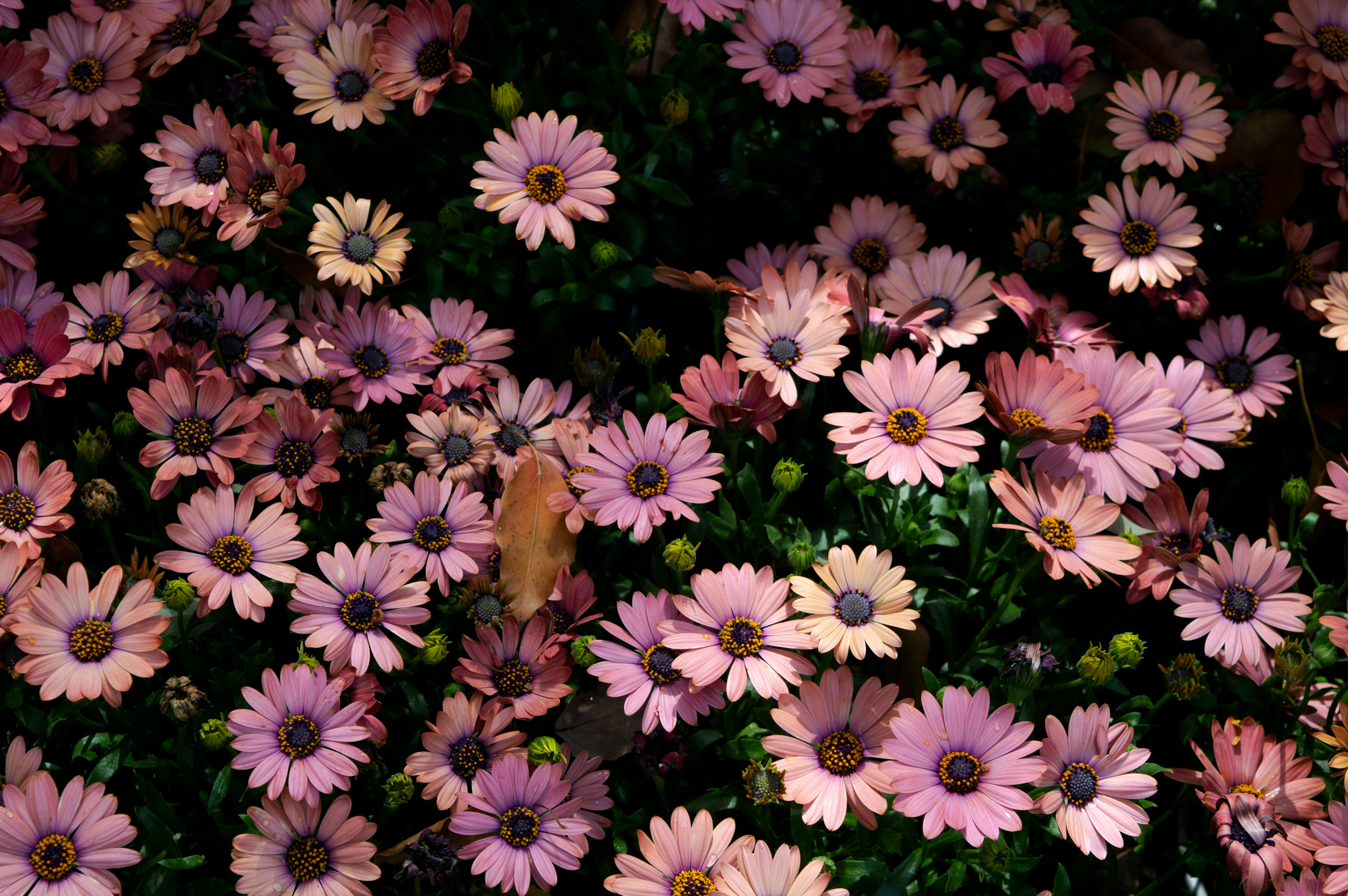 [ColoSach]-beautiful-pink-african-daisies-in-full-bloom,-highlighting-nature's-vibrant-patterns.