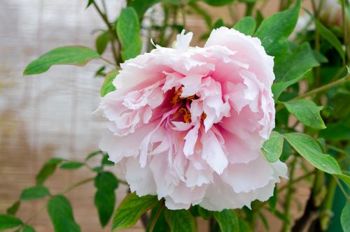 Free Close-up of a delicate pink peony flower blooming in a garden setting, surrounded by lush green leaves. Stock Photo