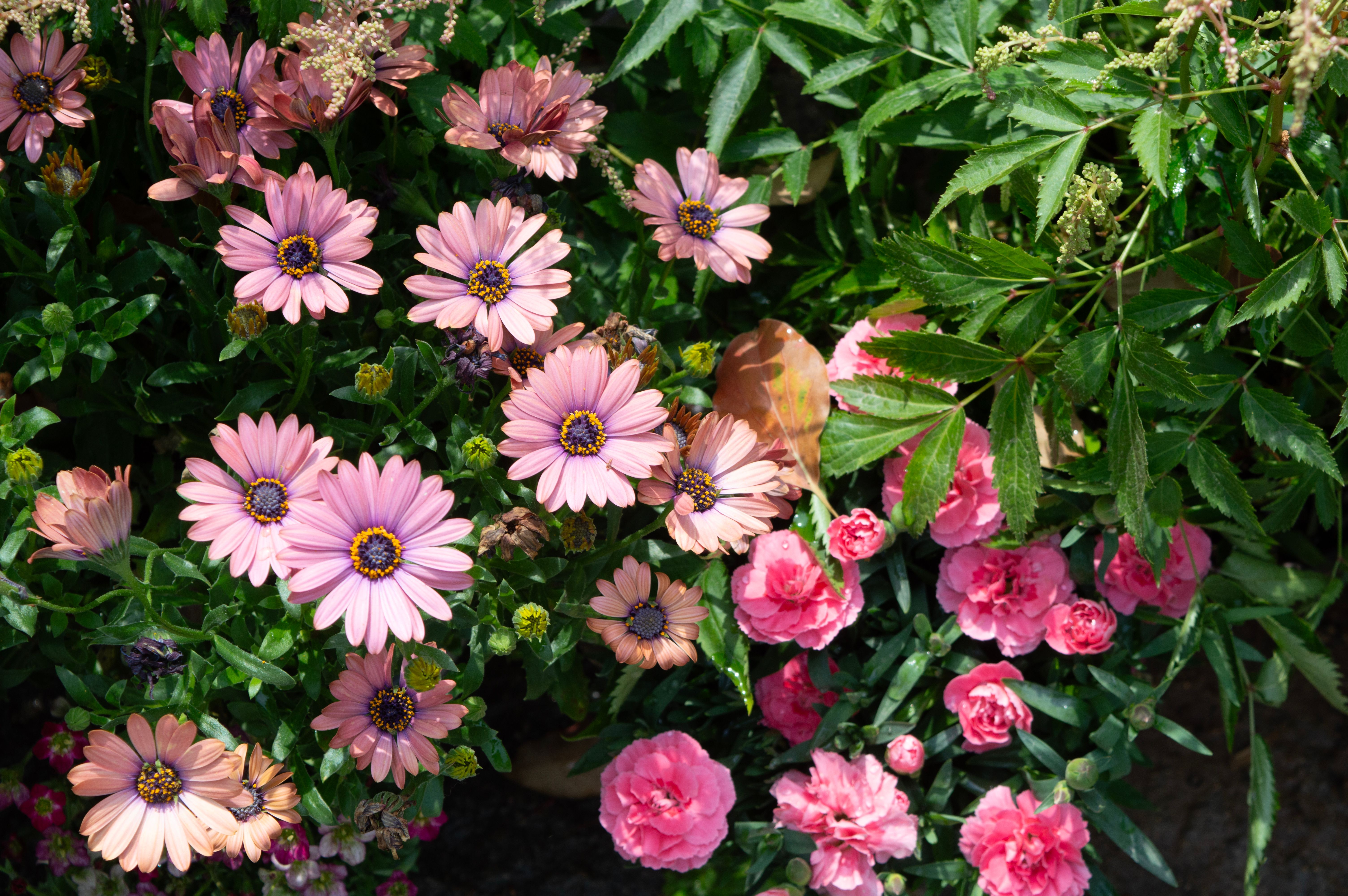 Do these 7 gardening jobs before September ends for a healthier, flower-filled garden next spring — Photo by kuangkuang xia o