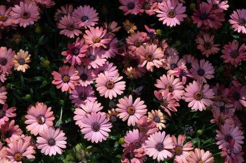 Free A lively cluster of pink African daisies blooming, highlighting nature's beauty in vibrant colors. Stock Photo
