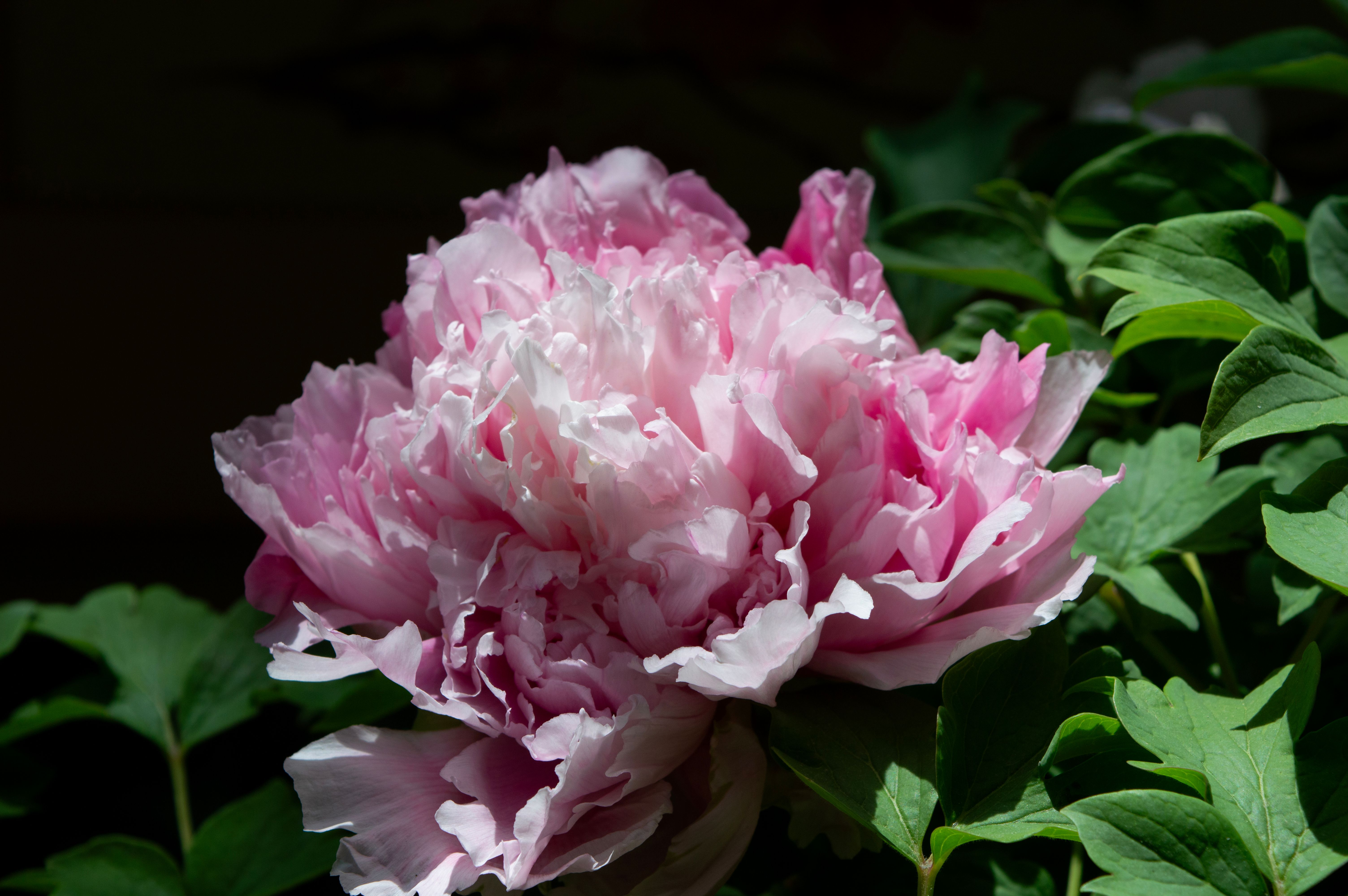 Vibrant Pink Peony Flower in Full Bloom · Free Stock Photo