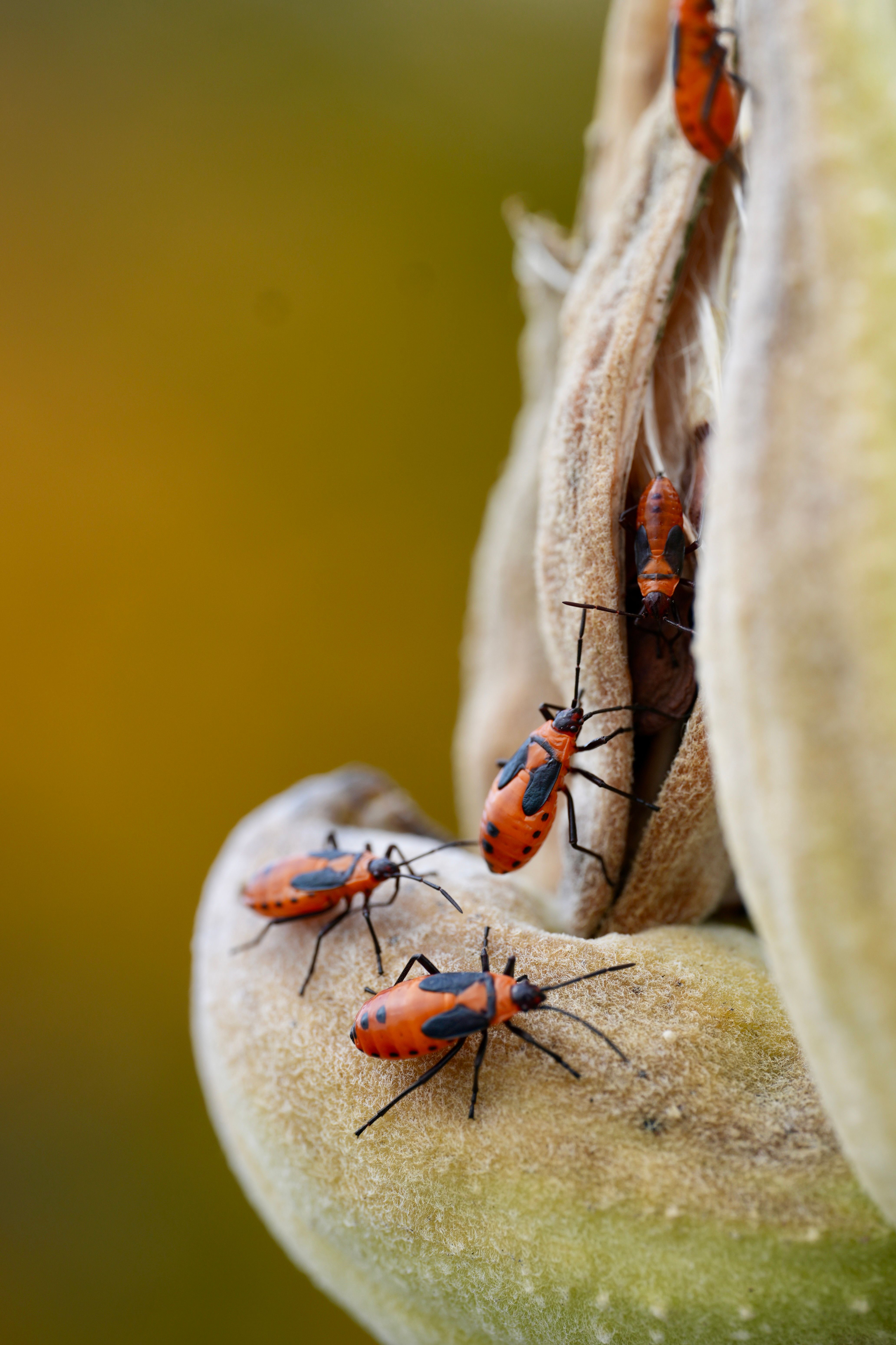 Close-up of Bright Red Bugs on Plant · Free Stock Photo