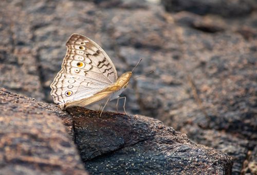 Free Close-up of a butterfly on textured rocks, showcasing detailed wing patterns. Stock Photo