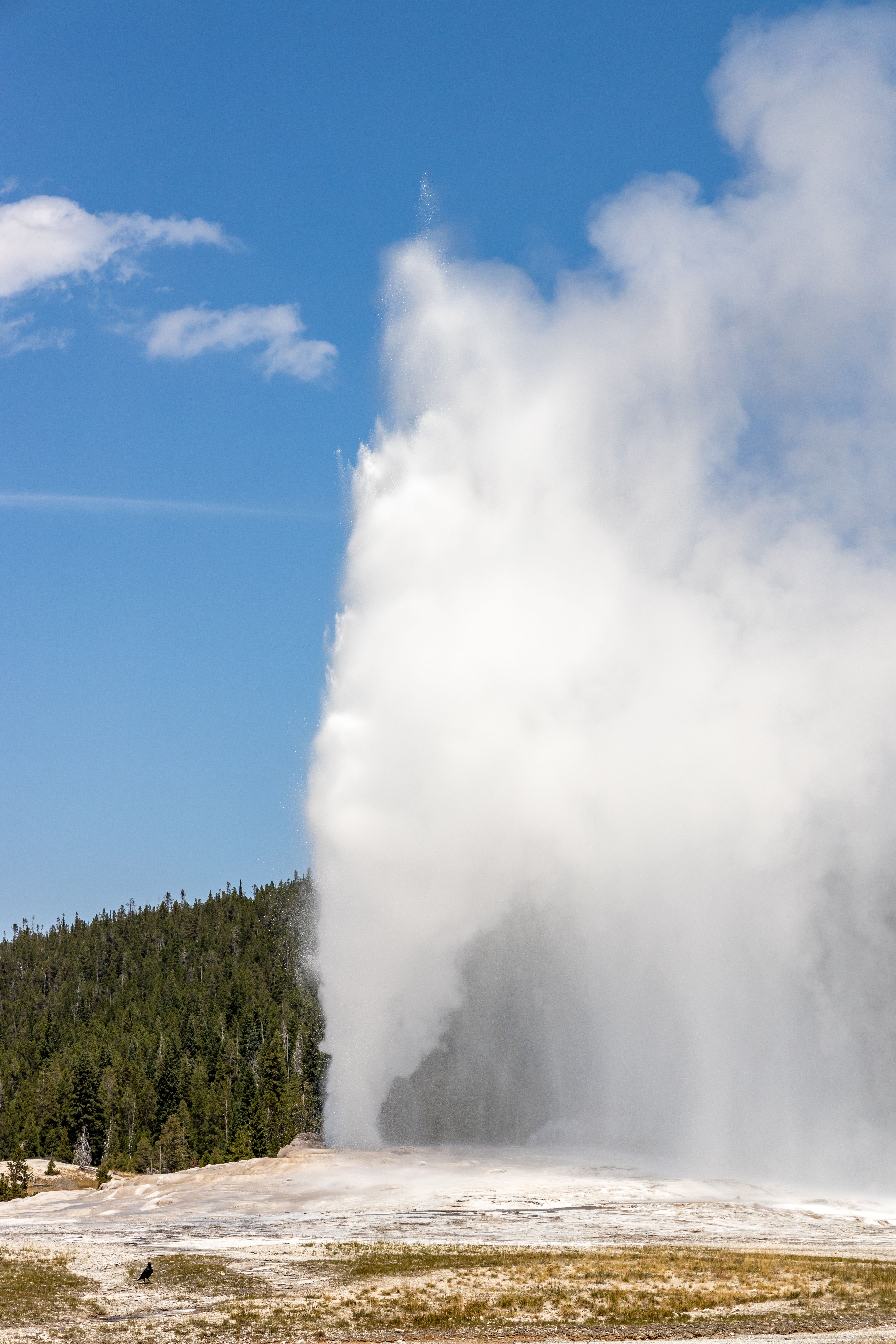 Majestic Eruption of Old Faithful Geyser in Yellowstone · Free Stock Photo