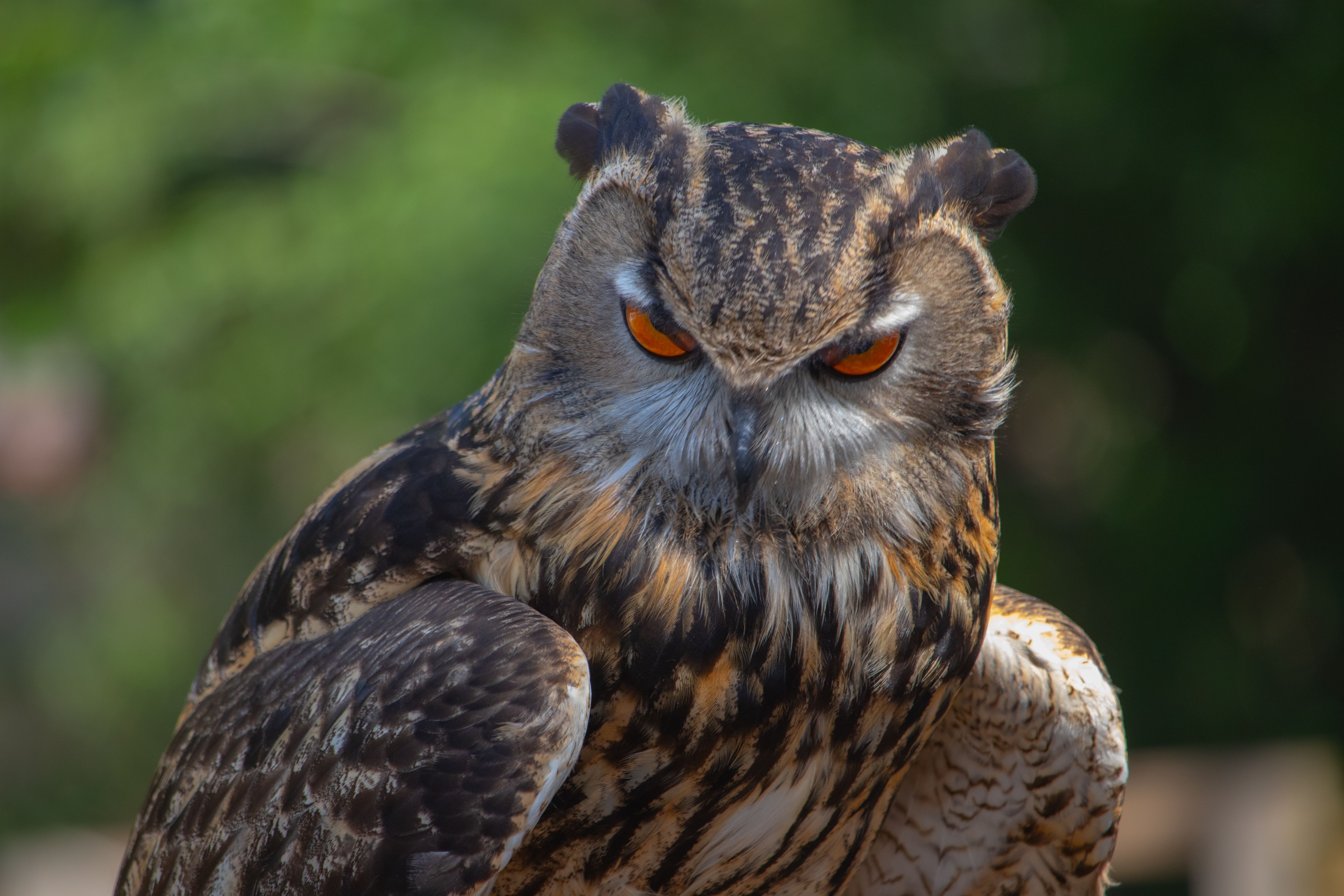Close-up portrait of an owl with orange eyes and detailed plumage against a blurred green background.