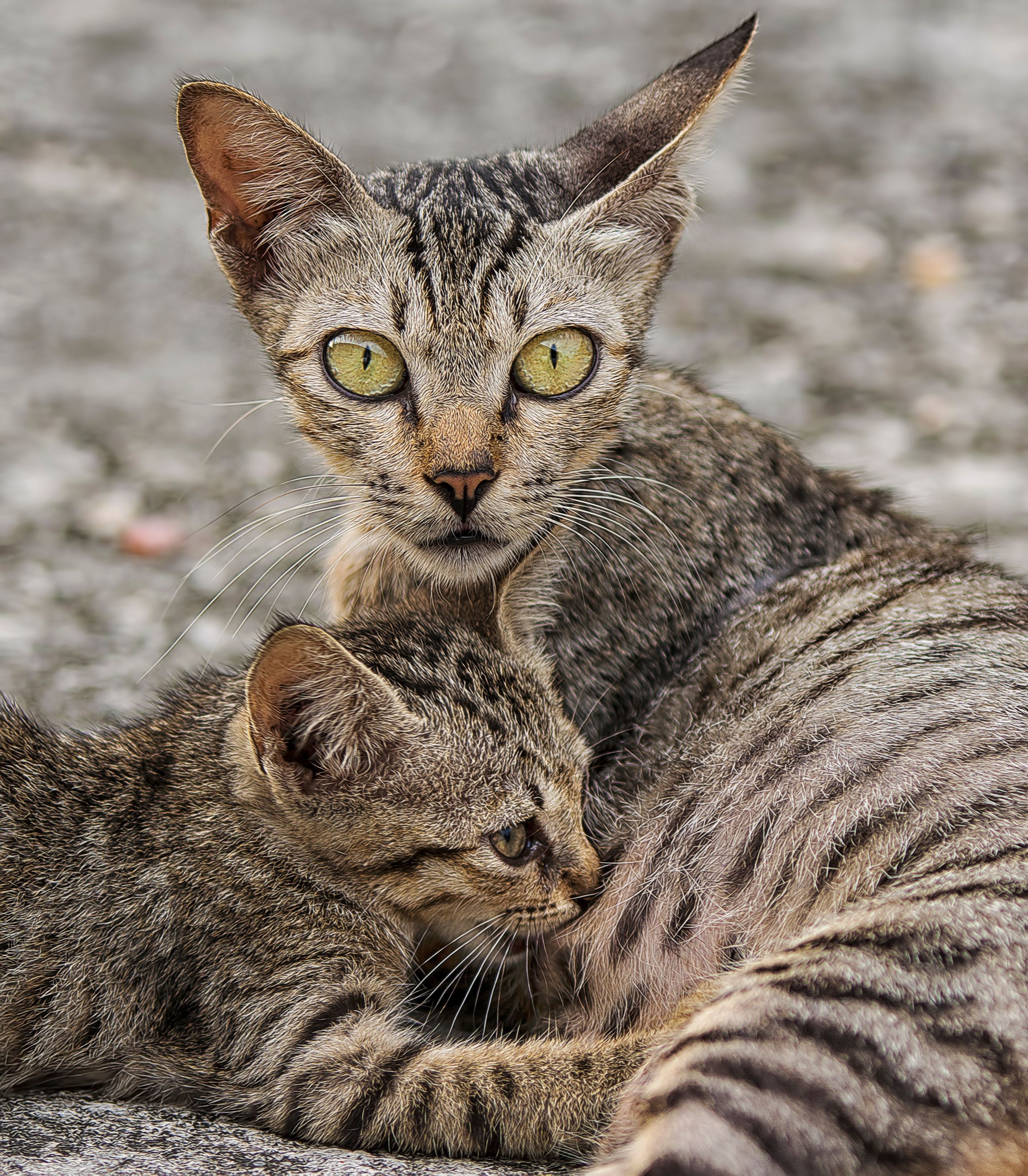 Cat Care Blueprint