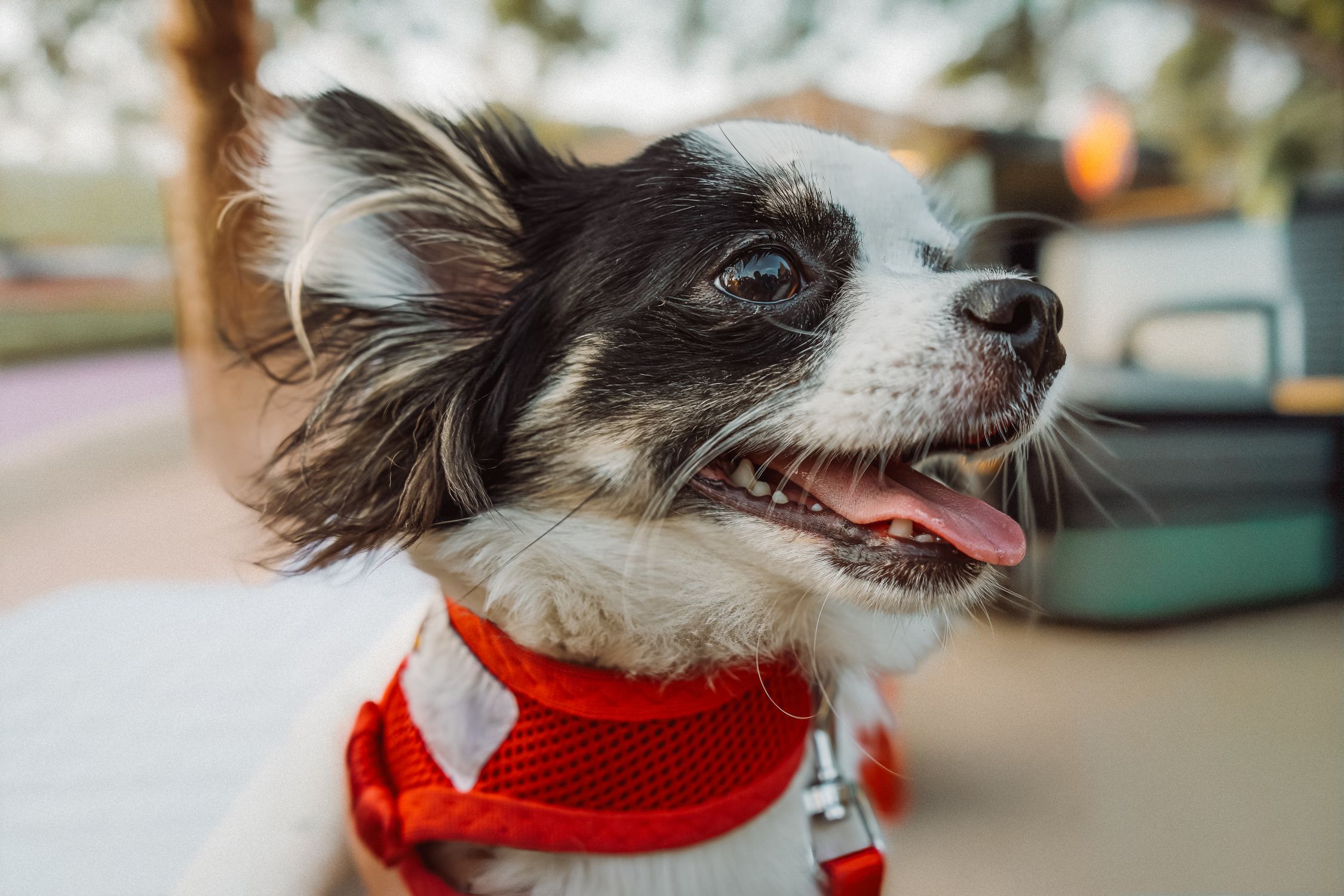Adorable Chihuahua dog in red harness smiling in a sunny outdoor setting.