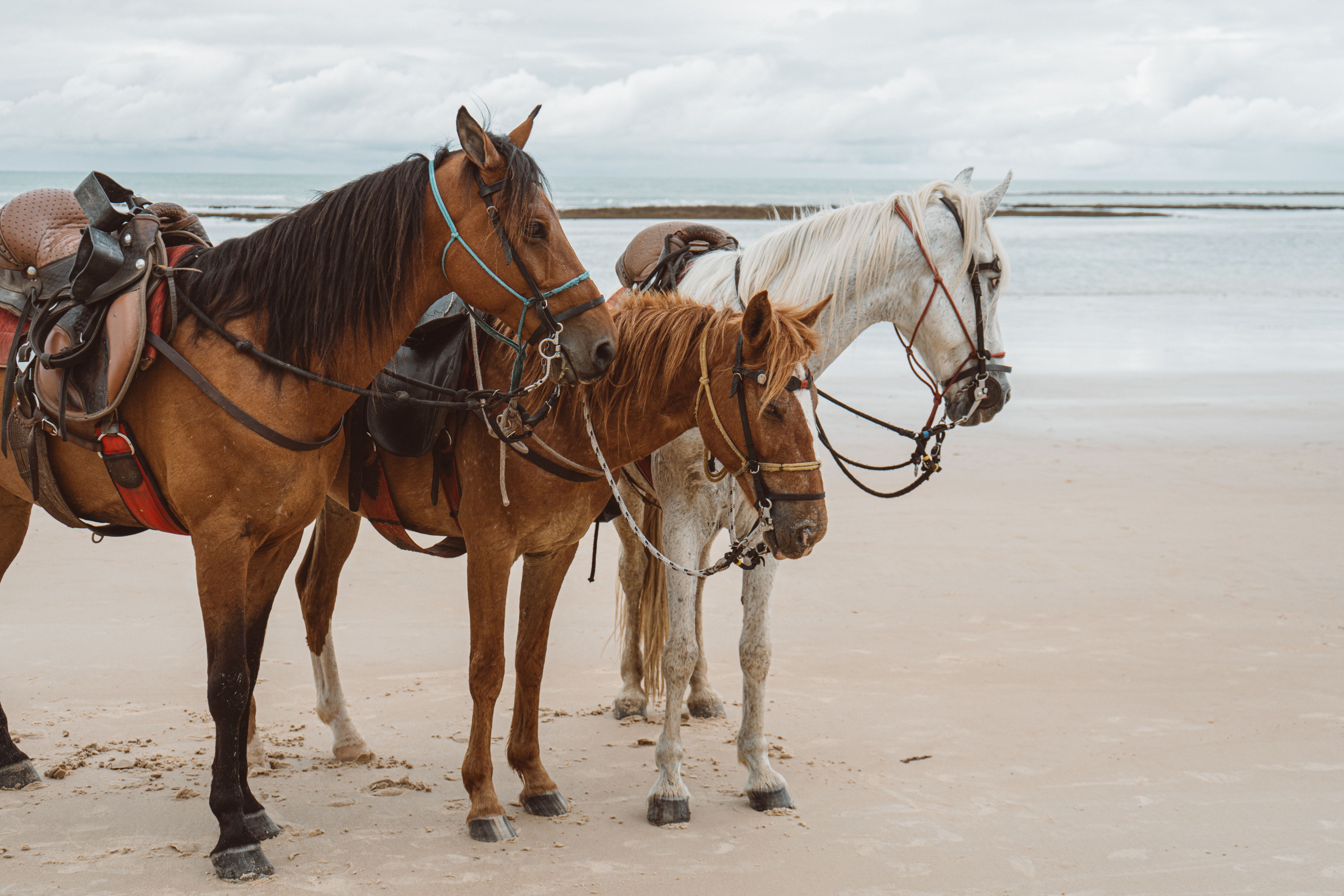 Horse Riding in Malta: Stables & Beach Rides Guide