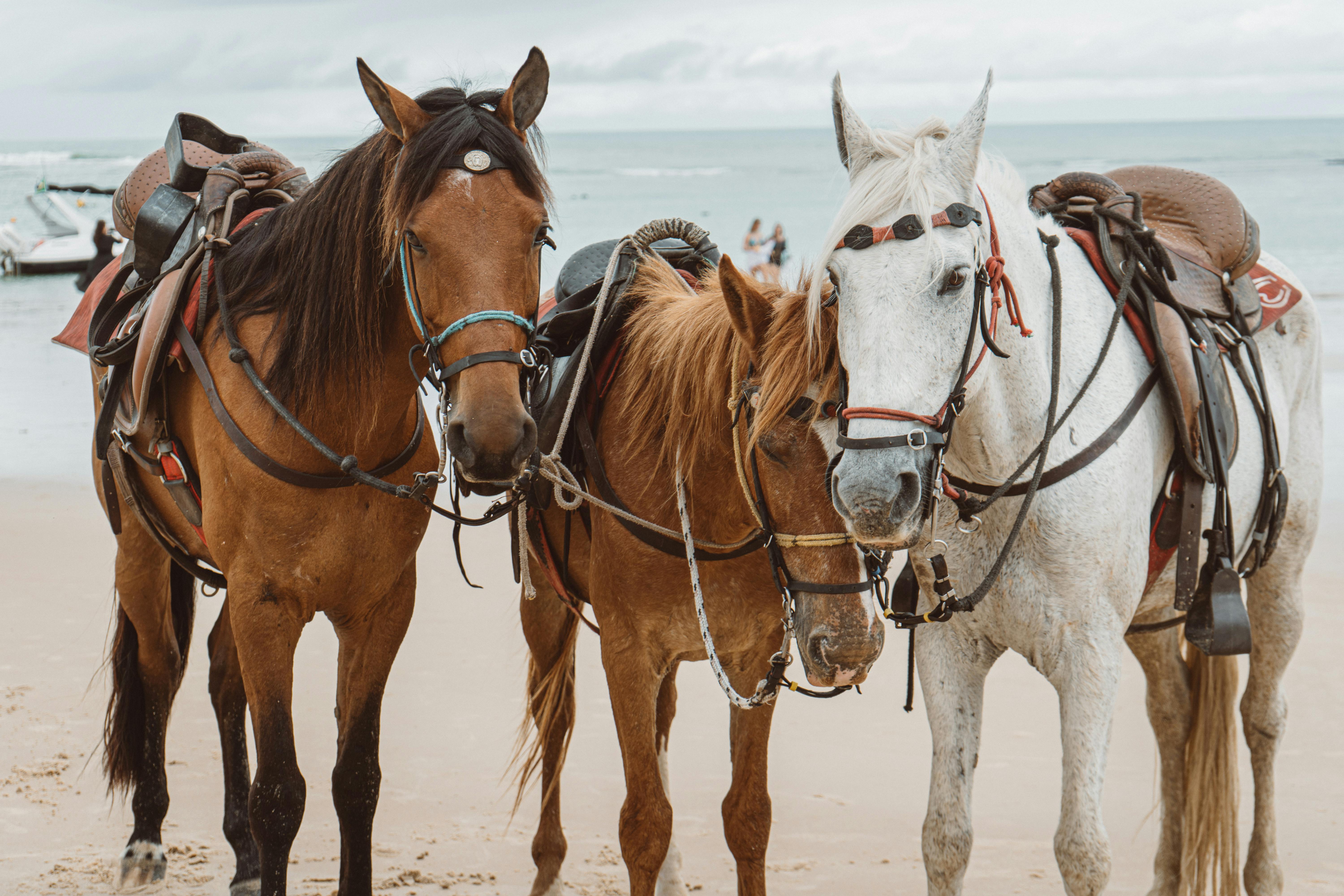 Kostnadsfria Tre sadlade hästar står på en sandstrand med havet i bakgrunden. Stock foto