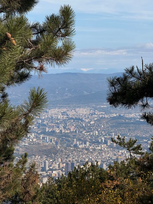 Free Breathtaking aerial view of Tbilisi framed by lush pine branches, capturing Georgia's urban landscape. Stock Photo