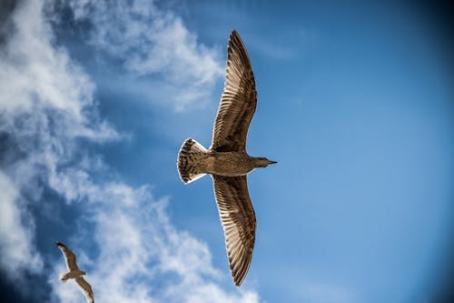Low Angle Photography of Brown Birds Under Blue and White Sky