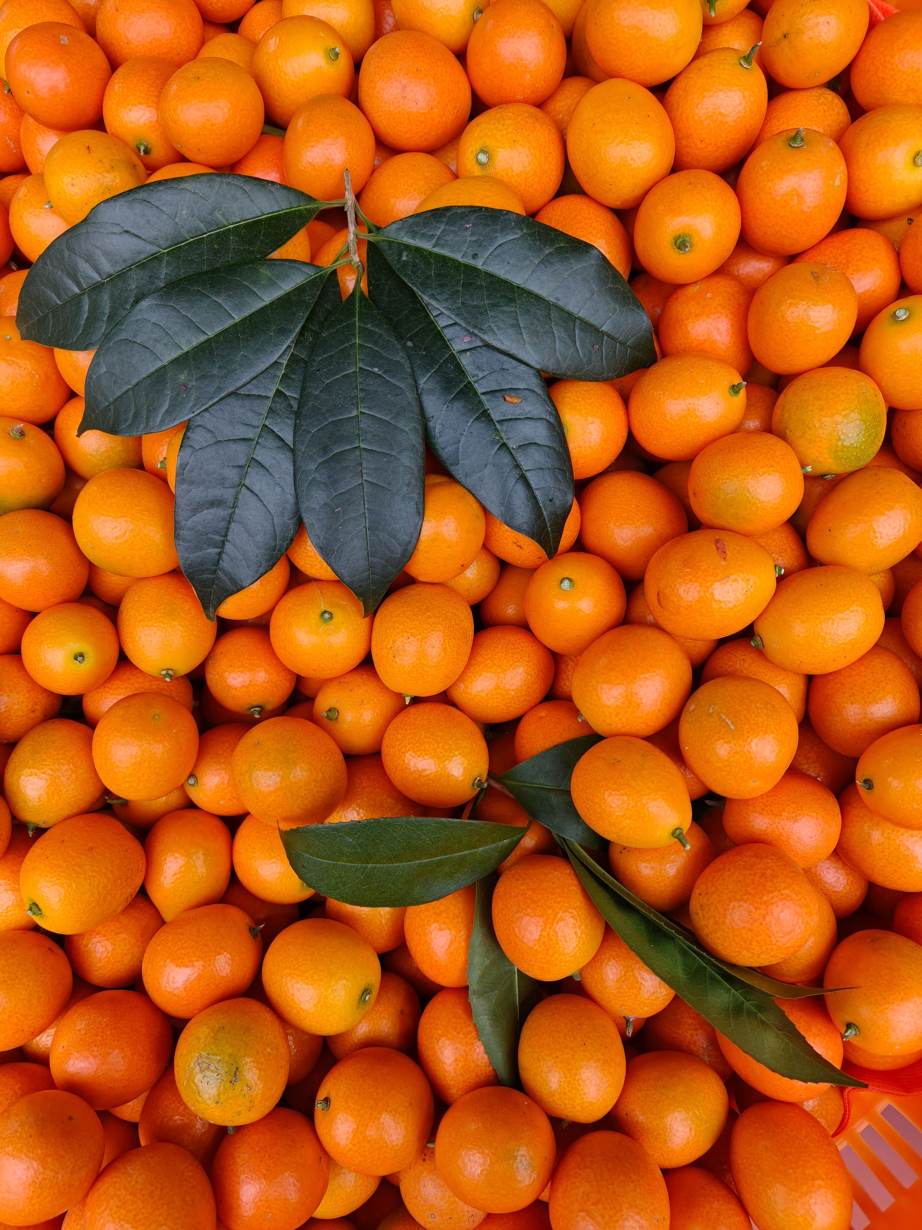 Kumquat Orange