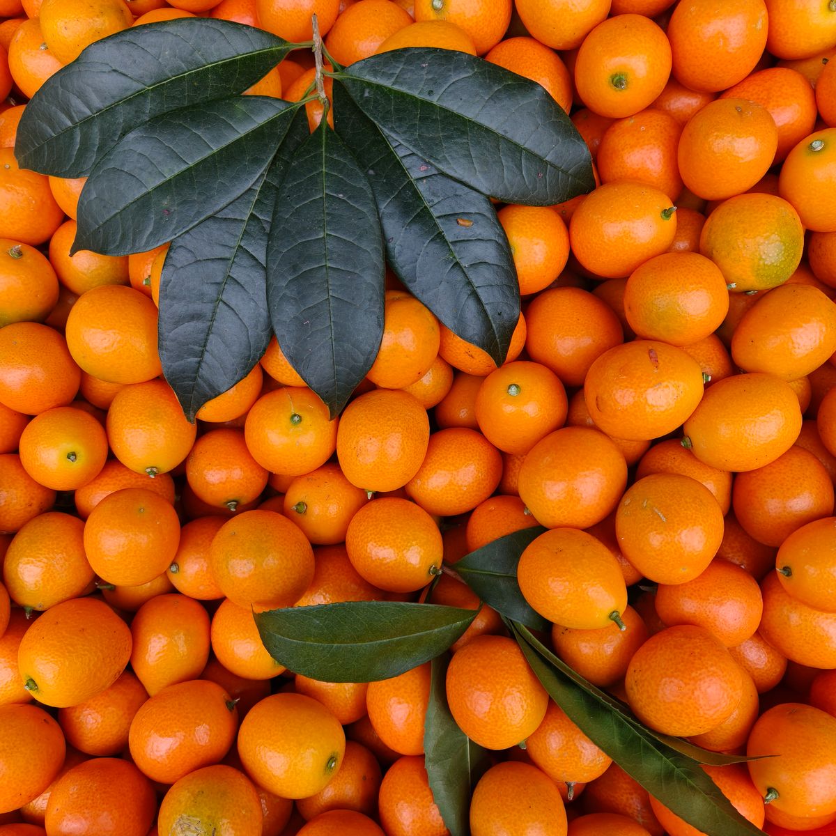 Kumquat Orange fruit