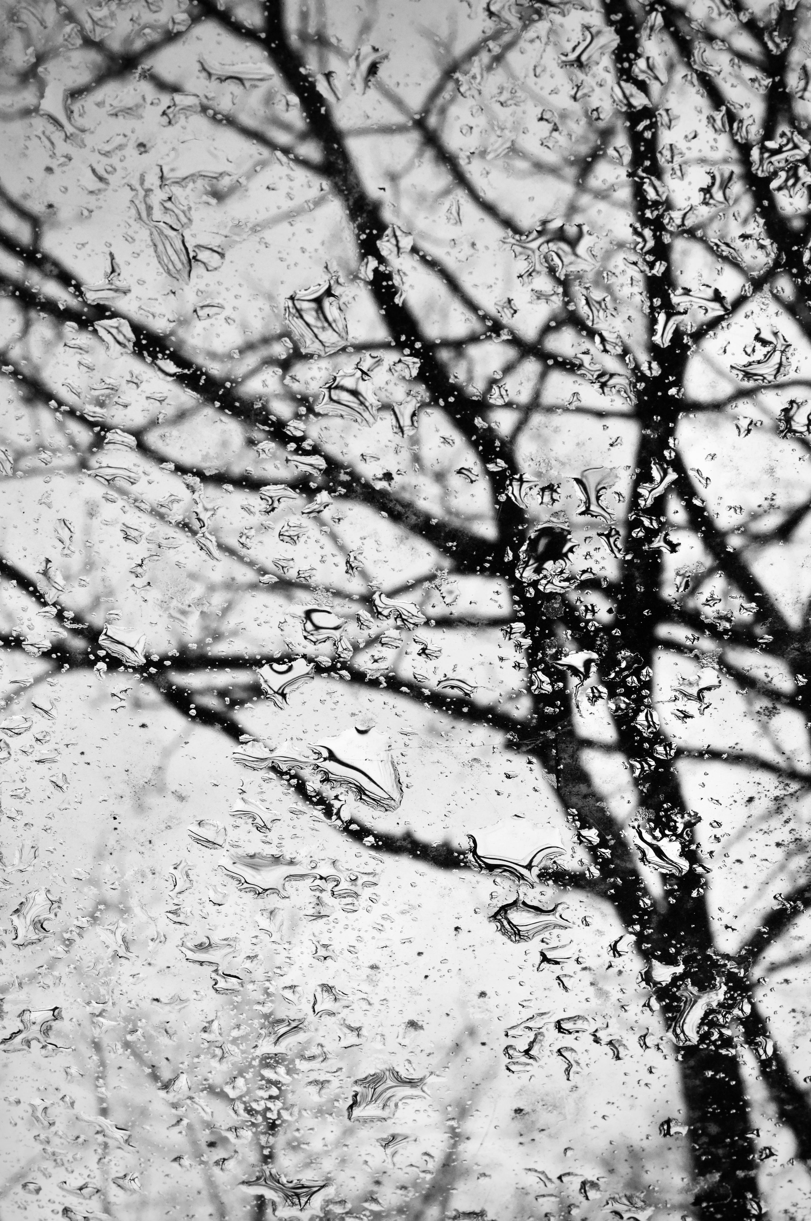 Gratis Immagine gratuita di albero, albero nudo, artistico Foto a disposizione